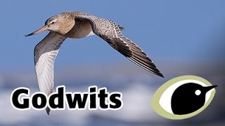 BTO Bird ID - godwits