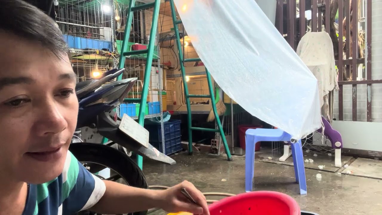 Thúc ăn nuôi gà kiển // gà tre Thái