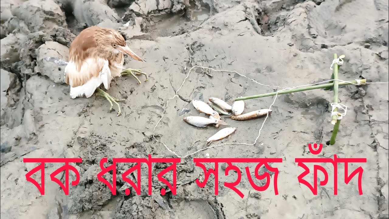 বক ধরার। 2023 সালের একদম সহজ ফাঁদ। দেখে নিন না। দেখলে মিস করবেন। 2023 Simple Buck Traps