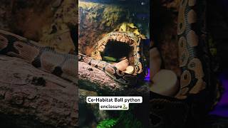 Co-habitat ball python enclosure 🐍 #reptiles #reels #ballpython #custom