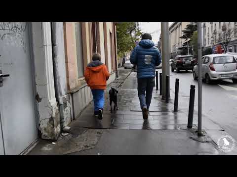 მოლი, დადაში და რატი #რინგოსმეგობრები