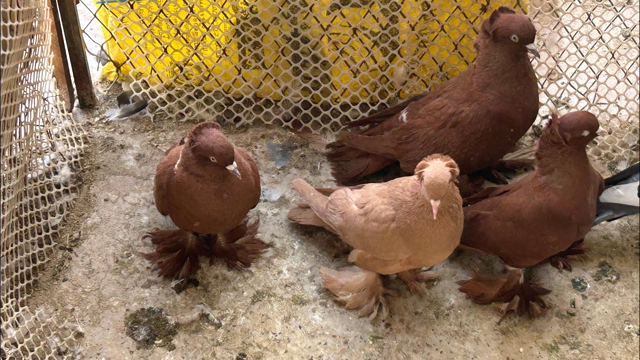 شريت حمام عراقي🕊️🕊️