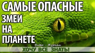 Семь самых опасных ядовитых змей планеты! Семь самых опасных ядовитых змей планеты!