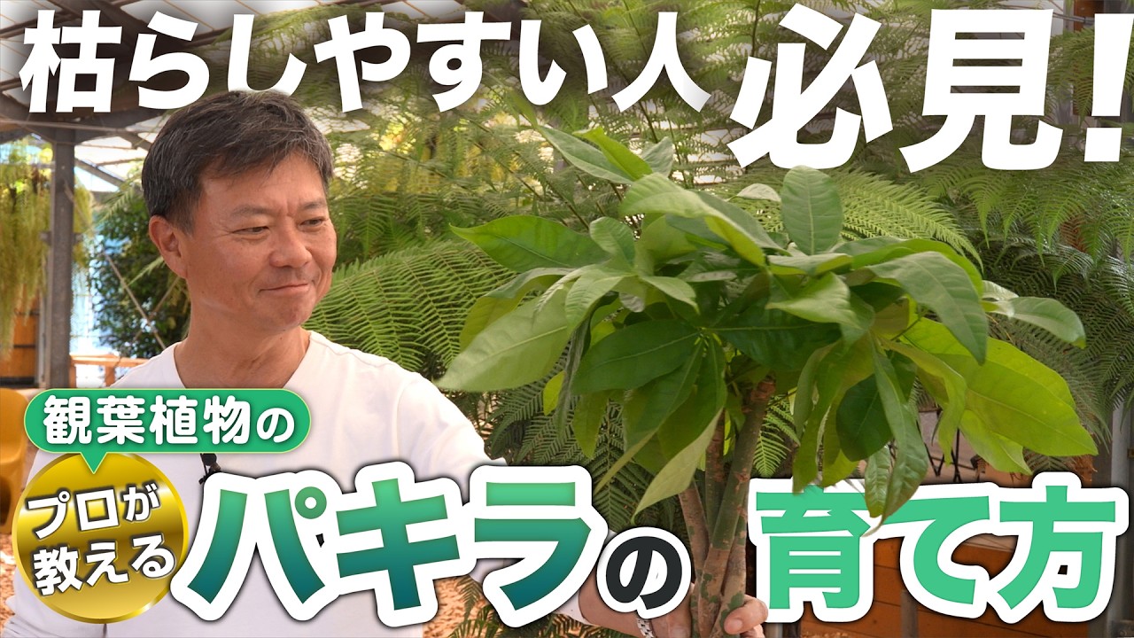 Expert Tips for Growing Healthy Pachira Plants] 3 Secrets Revealed