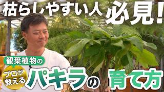 【観葉植物のプロ直伝】パキラが元気に育つ3つの秘訣公開！