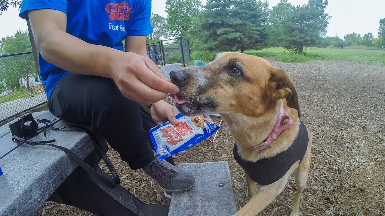 Canine Carry Outs Treat Team Video 1 "The Mission" YouTube