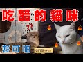 【豆鬥榮 EP01】你敢信？貓咪也會吃醋