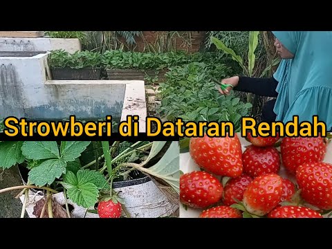 Video: Ehmeya: Semua Nuansa Merawat Bunga Di Rumah (bergaris Dan Jenis Lain) + Foto Dan Video