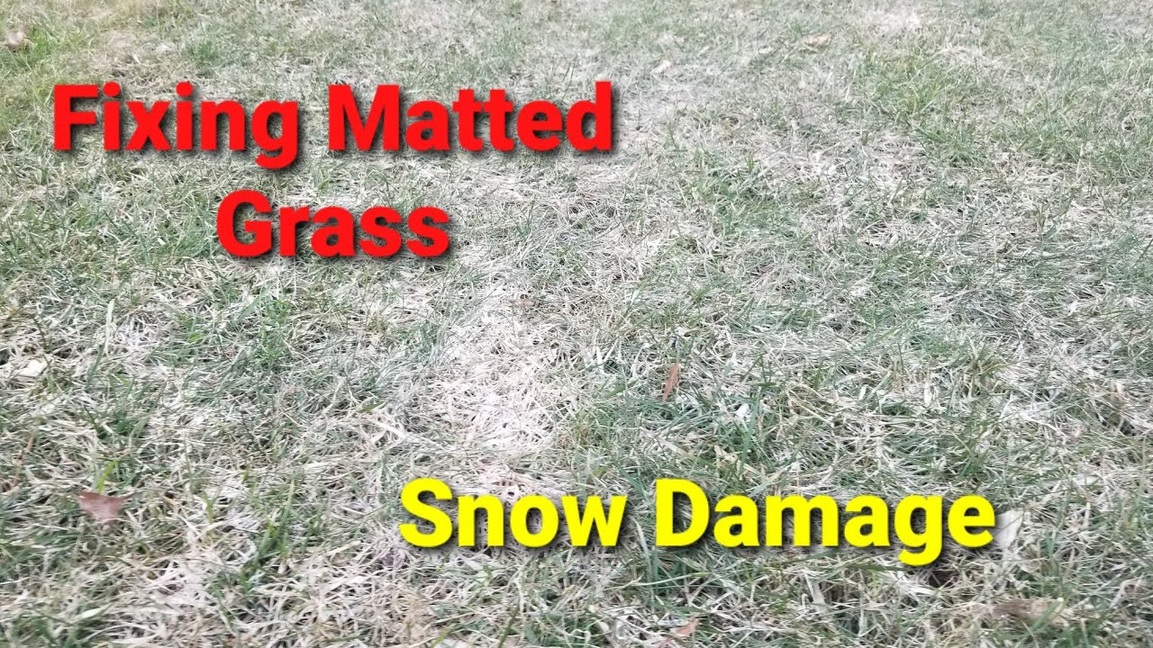 How to Prepare Lawn After Snow Melts YouTube