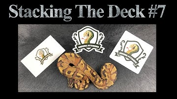 Stacking The Deck #7 - A Snake Unboxing
