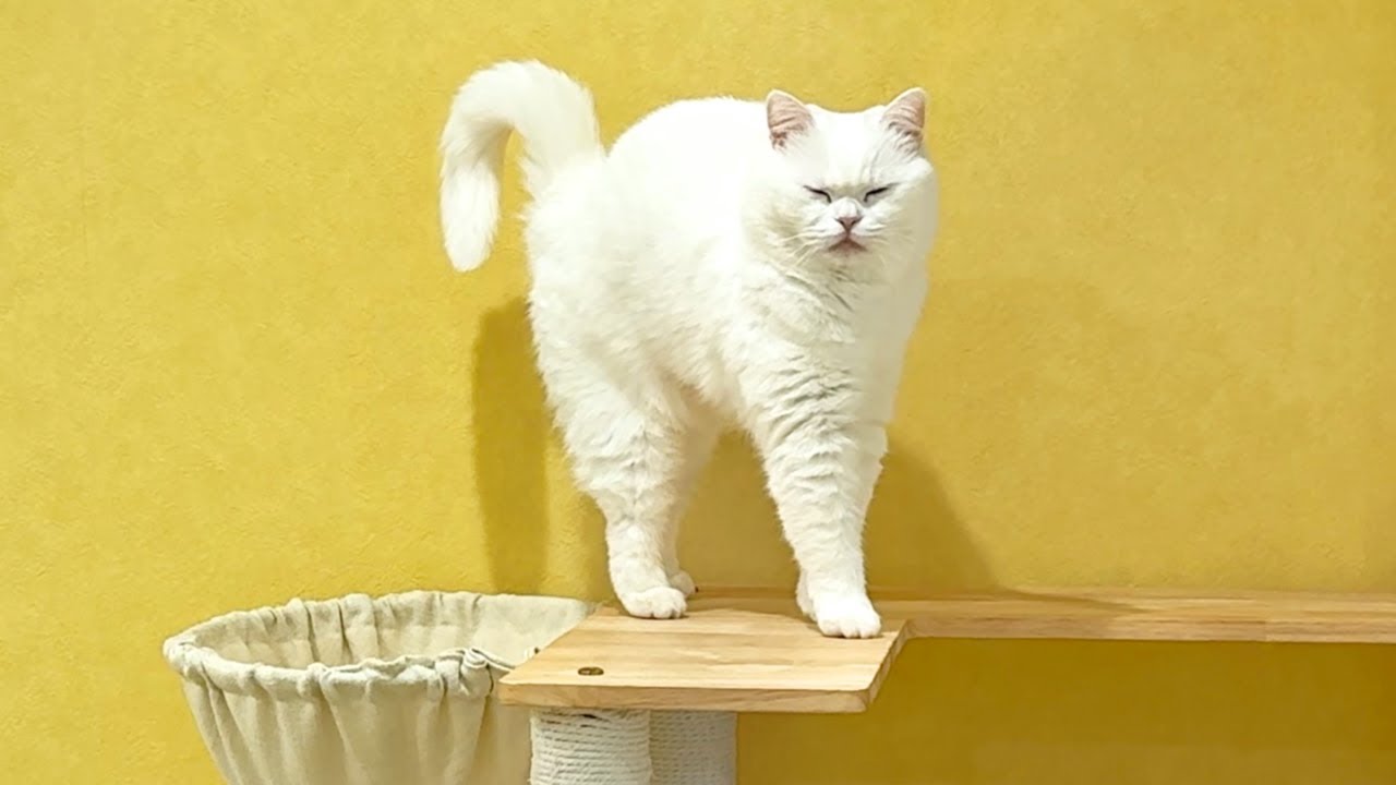 猫ちゃんマンページ YouTube