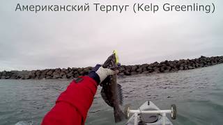 Рыбалка на Каяке за Зубатым Терпугом (Kayak Fishing Lingcod Greenling)(, 2016-04-21T19:41:44.000Z)