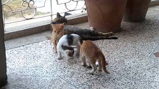 Beautiful kittens playing with biskuit raper