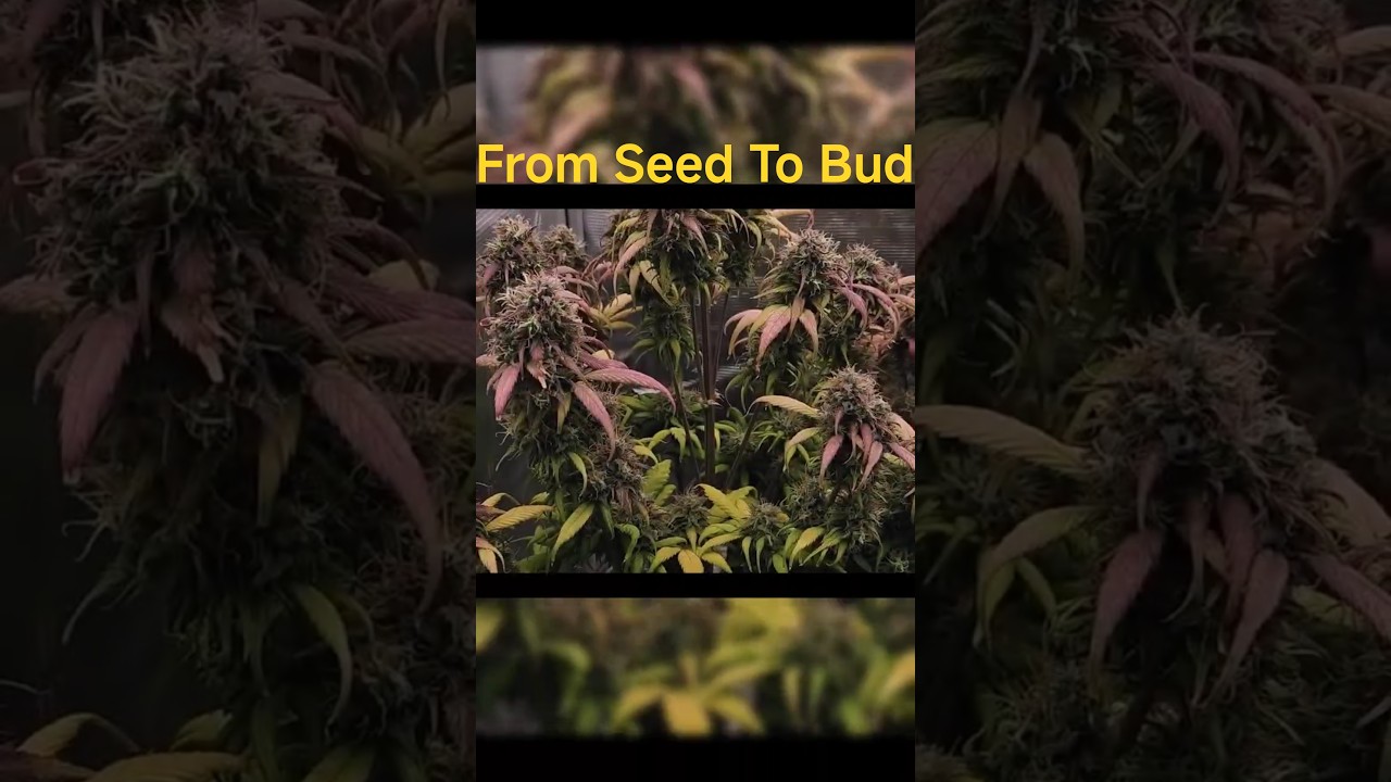 From Seed To Finish (Crazy Growl)😱