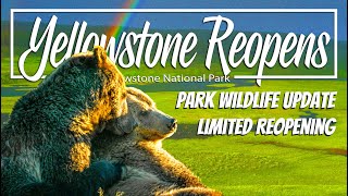 Historic Yellowstone National Park Flood: reopening and wildlife update