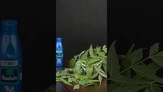 I Apply Neem With Nariyal Tel In My Hair To Reduce Hair Fall And Increase Hair Growth