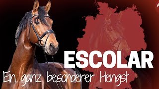 Escolar 🏆 | Vom Fohlen zum Grand Prix Pferd | Ein spannender Weg bis zur Spitze!