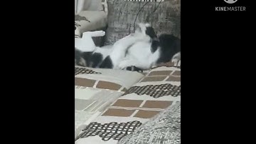 #catfight cat fight cat video part 3