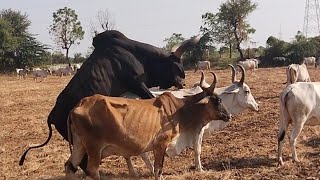 World Famous Kankrej Cow & Original Kankrej Bull