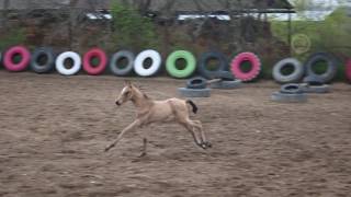 Рождение кобылок, КСК Узден / The birth of fillys in KSK UZDEN Рождение кобылок, КСК Узден / The birth of fillys in KSK UZDEN