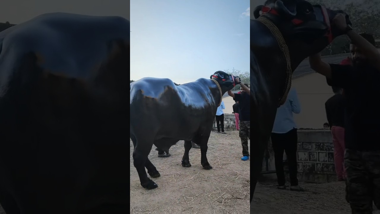 The world's most expensive buffalo arrives at the Pushkar fair