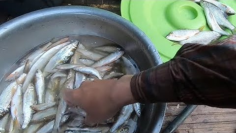 BẮT CÁ MƯƠNG SUỐI ✓ NGƯỜI VÙNG CAO