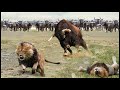 When the Buffalo fights back against Lion - Buffalo make Lion become joker | The Lion died miserably