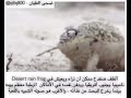 اسمع صوت الطف ضفدع 