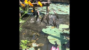 Cá lóc bay tại khu du lịch cộng đồng Cồn Sơn