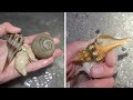 Beachcombing after high winds + Awesome live octopus encounter! Sanibel, FL