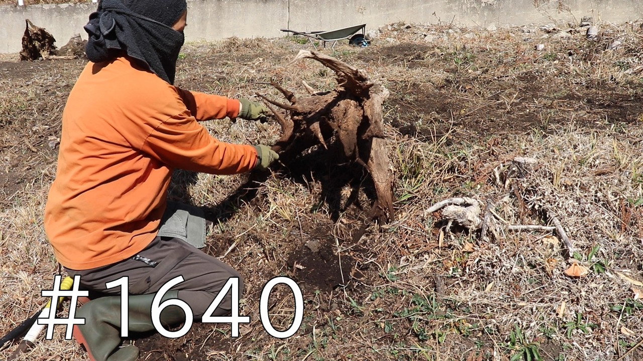 枯れた杉の株は手でモリモリ抜けて気持ちいい！真竹の深さに疲労困憊…地下茎が見つからないよ