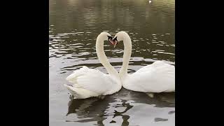 Suisside - Sunday (Ft. EKKSTACY)