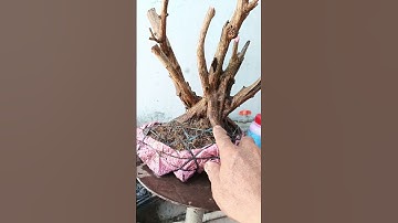 đã gl.ms 239 gl ae cây nguyệt quế rừng lá nhỏ giá 250k.ae vừa ý LH 0836602738.huy