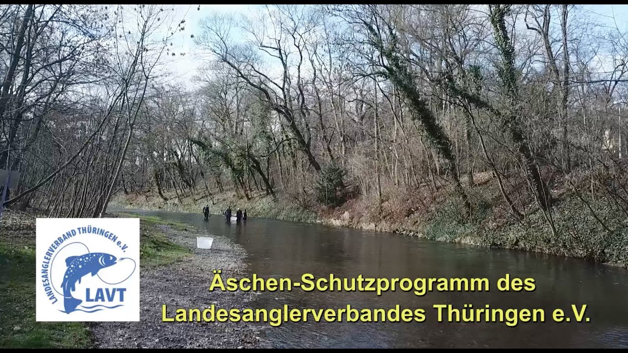 Äschen-Schutzprogramm des Landesanglerverbandes Thüringen e.V.
