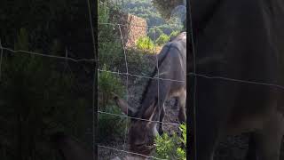 Sierra de Tramuntana Mallorca #shorts #mallorca #majorca