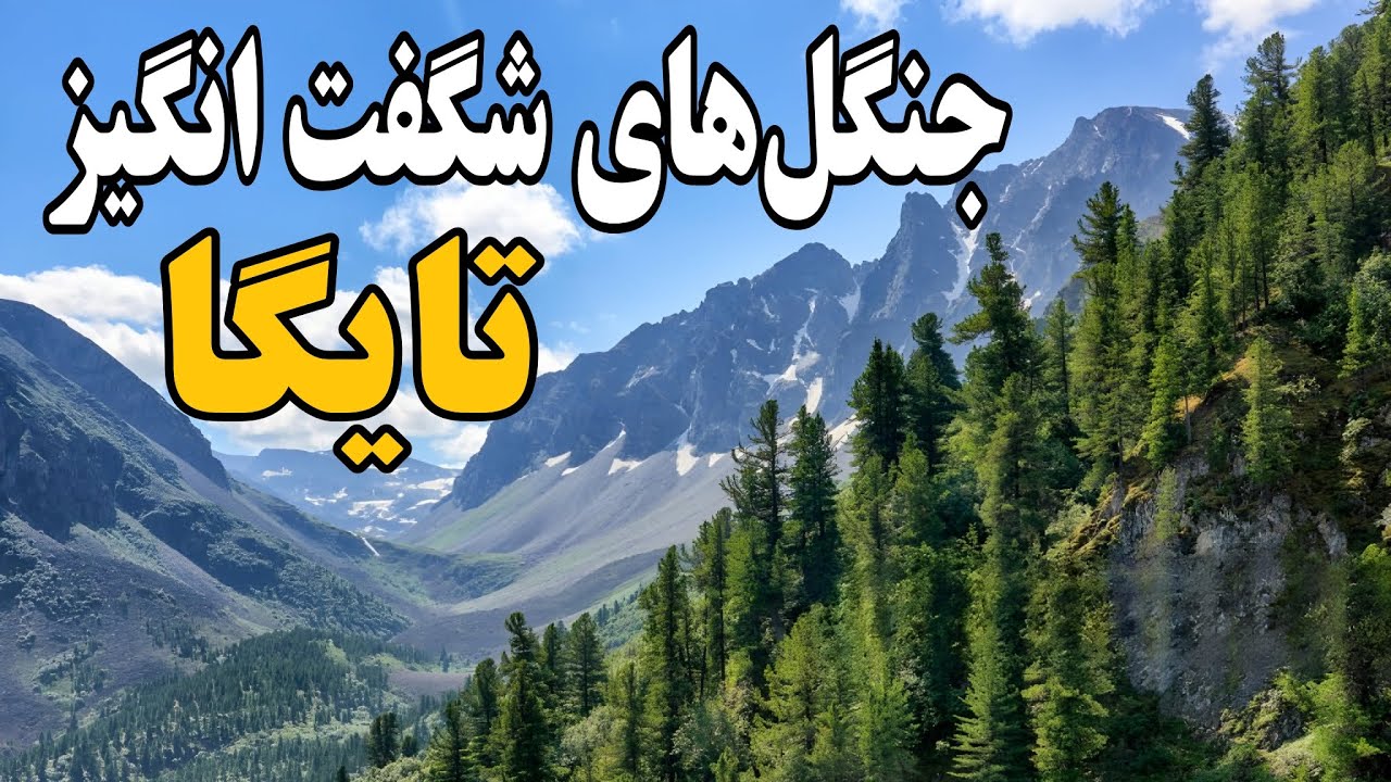 معرفی جنگلهای تایگا|سفری به قلب تاریک جنگلهای تایگا - YouTube