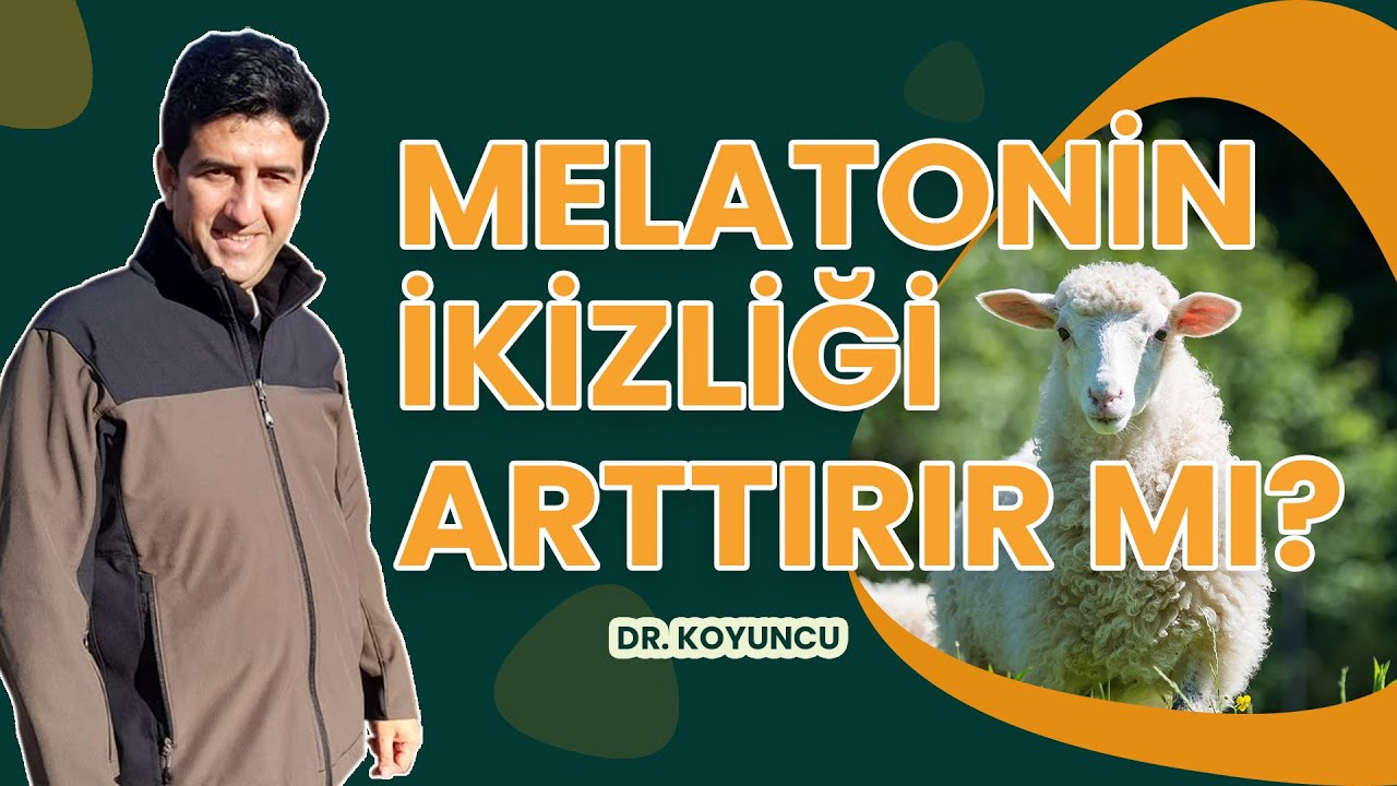 KOYUNLARDA TOPLU KOÇA GETİRME - KULAK ARKASI MELATONİN UYGULAMASI |DR. KOYUNCU