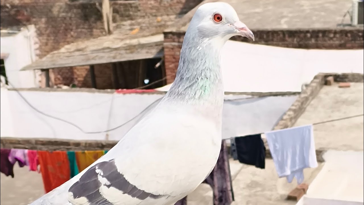 Aaj iek Kabootar mar gaya hai 😭😭😭