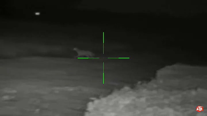 Coyote down, ATN Xsight4k, Foxpro Shockwave with  Tony Tebbe sounds