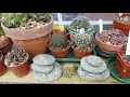 My cacti and succulent May 2018 update.