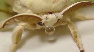 Some moths are cute...?