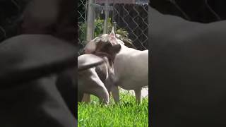 Aggressive Bull Terrier Encounters a Pitbull...watch what they do #pitbull #bullterrier