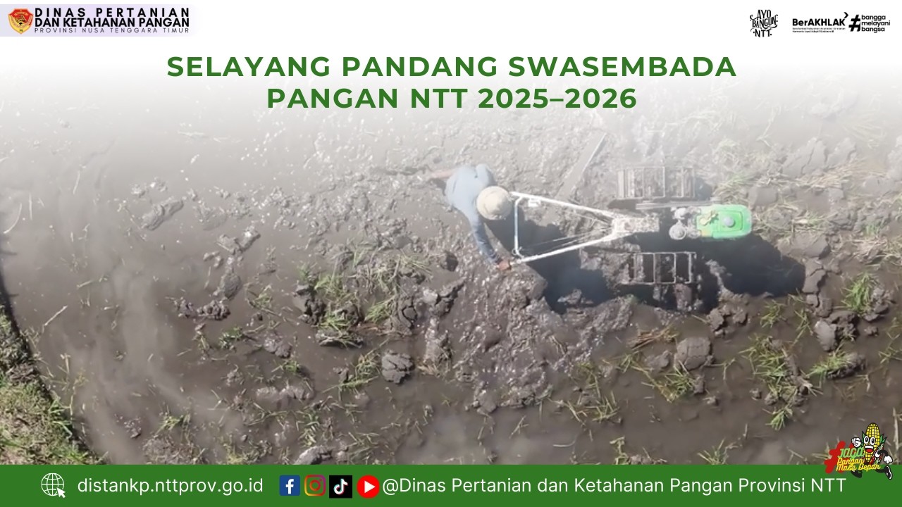 Selayang Pandang Swasembada Pangan NTT 2025–2026