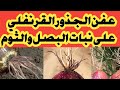 عفن الجذور القرنفلي في البصل والثوم الجذر الأحمر في البصل