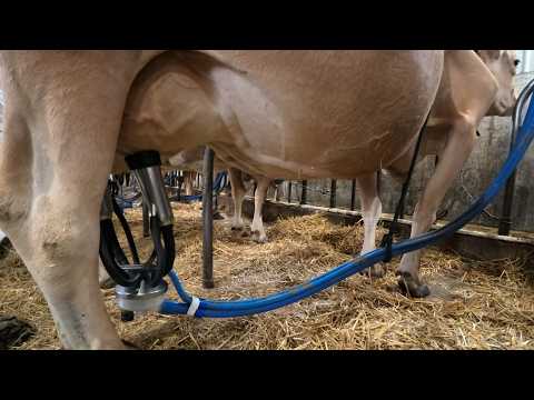 The Full Milking Chores Process on our Dairy