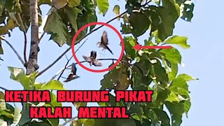 Cara Mikat Burung Perkutut Lokal Alam