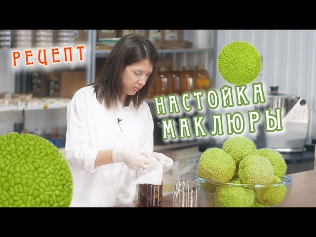 Настойка маклюры (Адамова яблока) рецепт