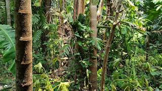 Wild Bird Sounds In The Forest