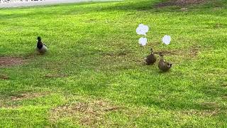 Not My Type A Duck Drama