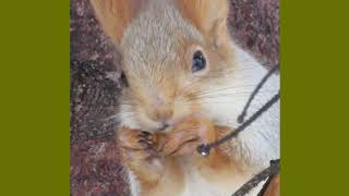 :     - Squirrel eats and winks - 